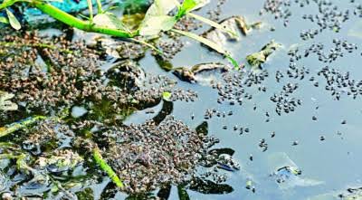 বাবুরহাট বাজারে মশার উপদ্রব বৃদ্ধি