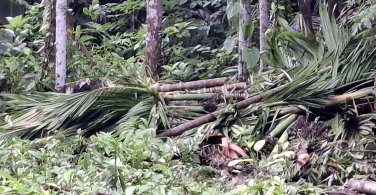 ফরিদগঞ্জে আদালতের নিষেধাজ্ঞা অমান্য করে গাছ কেটে সাবাড়