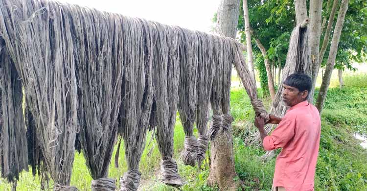 বর্ষার ভরা মৌসুমেও পানির সংকটে বিপদে পাটচাষি