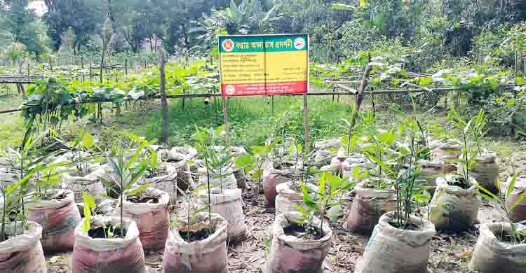 স্বল্প খরচে বস্তায় আদা চাষ : কৃষি অফিসের প্রদর্শন সফল, কৃষকের মুখে হাসি