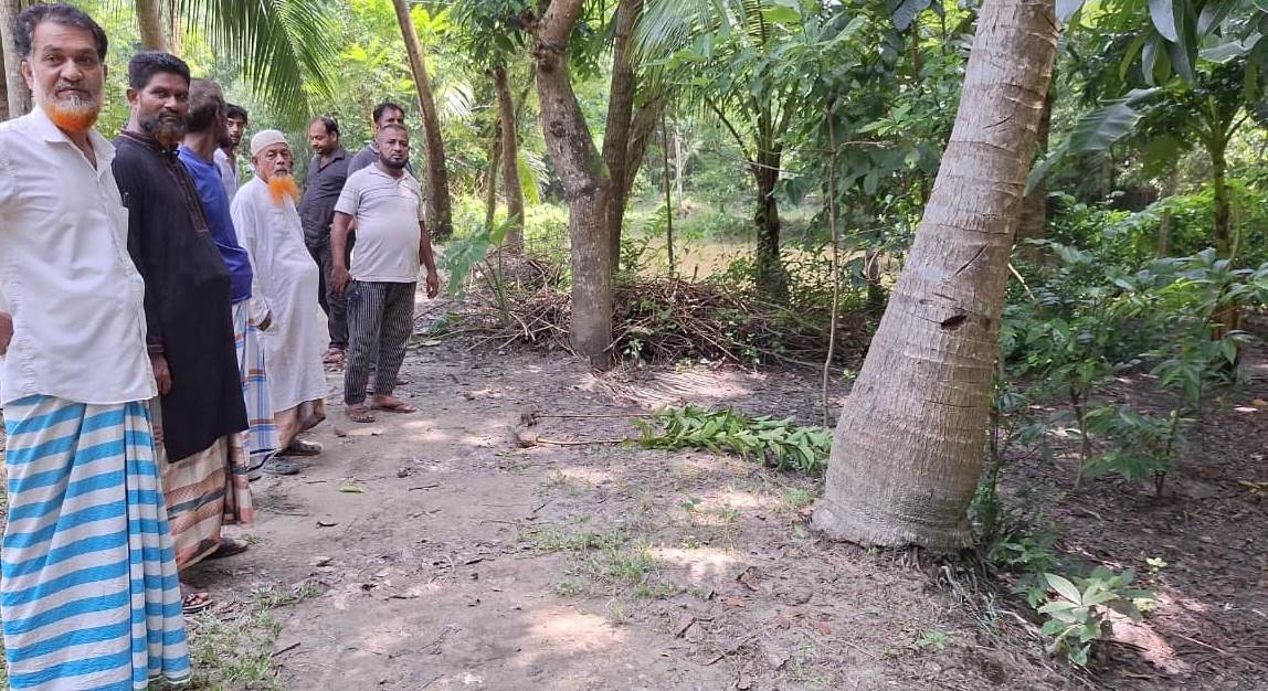 কচুয়ায় জোরপূর্বক জায়গা দখল ও গাছের চারা কর্তনের অভিযোগ
