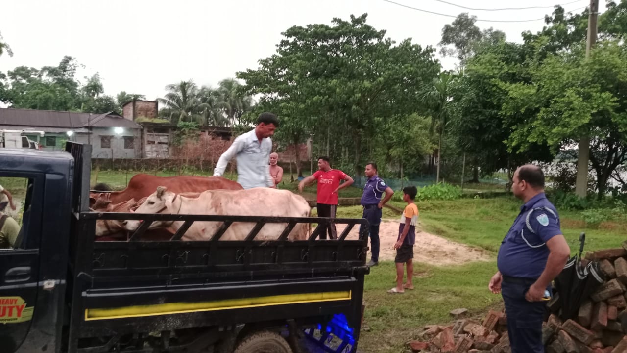 কুলাউড়ায় চোরাই গরু উদ্ধার, পিকআপ-গাড়ি জব্দ