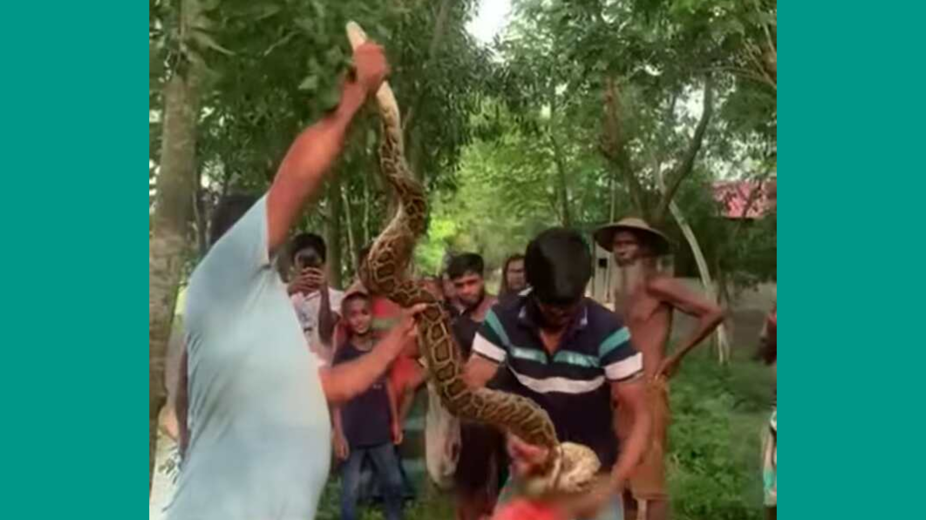 হাঁস-মুরগি খেয়ে বাঁশের ঝাড়ে লুকিয়ে থাকতো বিশাল আকৃতির অজগর