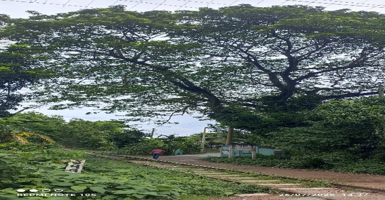 শতবর্ষী কড়ই গাছ : ইতিহাসের নীরব সাক্ষী