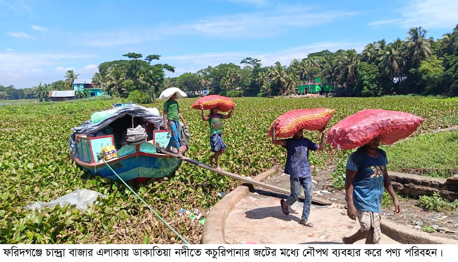 কচুরিপানা মুক্ত পানিতে স্বস্তি ফিরবে ডাকাতিয়া পাড়ের মানুষের