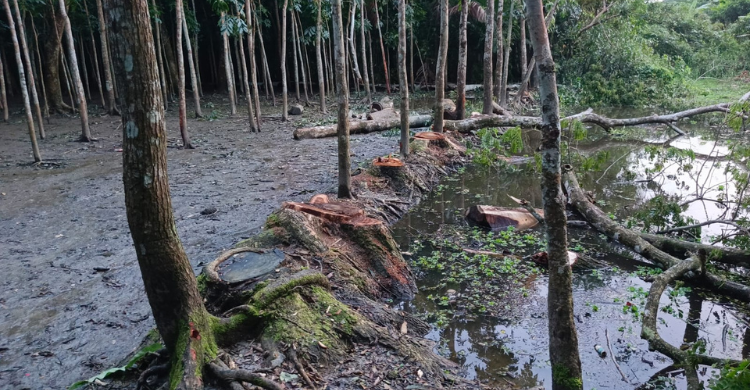 দলীয় প্রভাব খাটিয়ে বহু গাছ কেটে নিলেন ওয়ার্ড বিএনপি নেতা!
