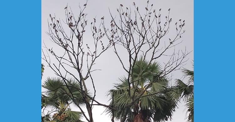 ড্যাফোডিল ইউনিভার্সিটিতে চড়ুই পাখির সমাবেশ!