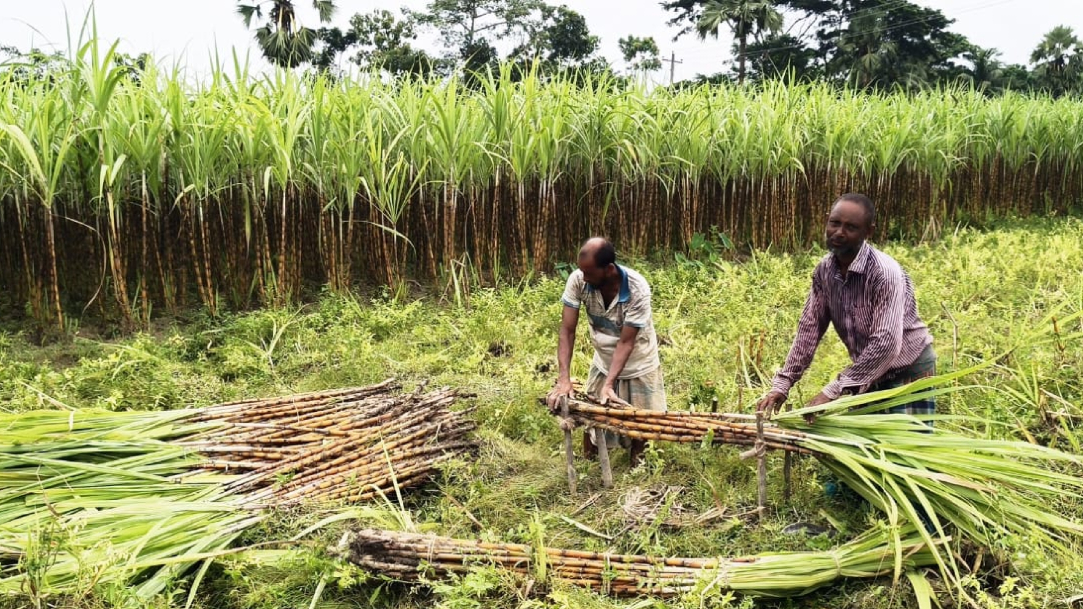 সুদিন ফেরাতে সরকারি পৃষ্ঠপোষকতা চায় ফরিদগঞ্জের আখ চাষিরা