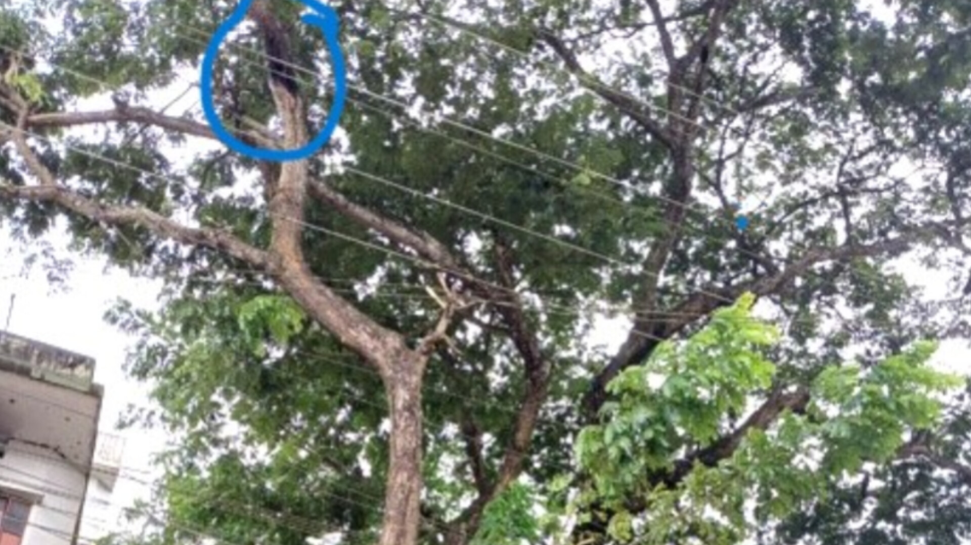 পল্লী বিদ্যুতের অবহেলায় যে কোনো সময় ঘটতে পারে বড়ো ধরনের দুর্ঘটনা