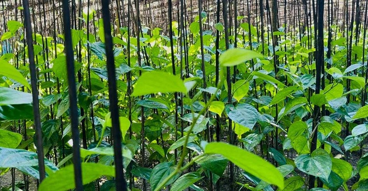 দিশেহারা হাইমচর-ফরিদগঞ্জের চাষিরা