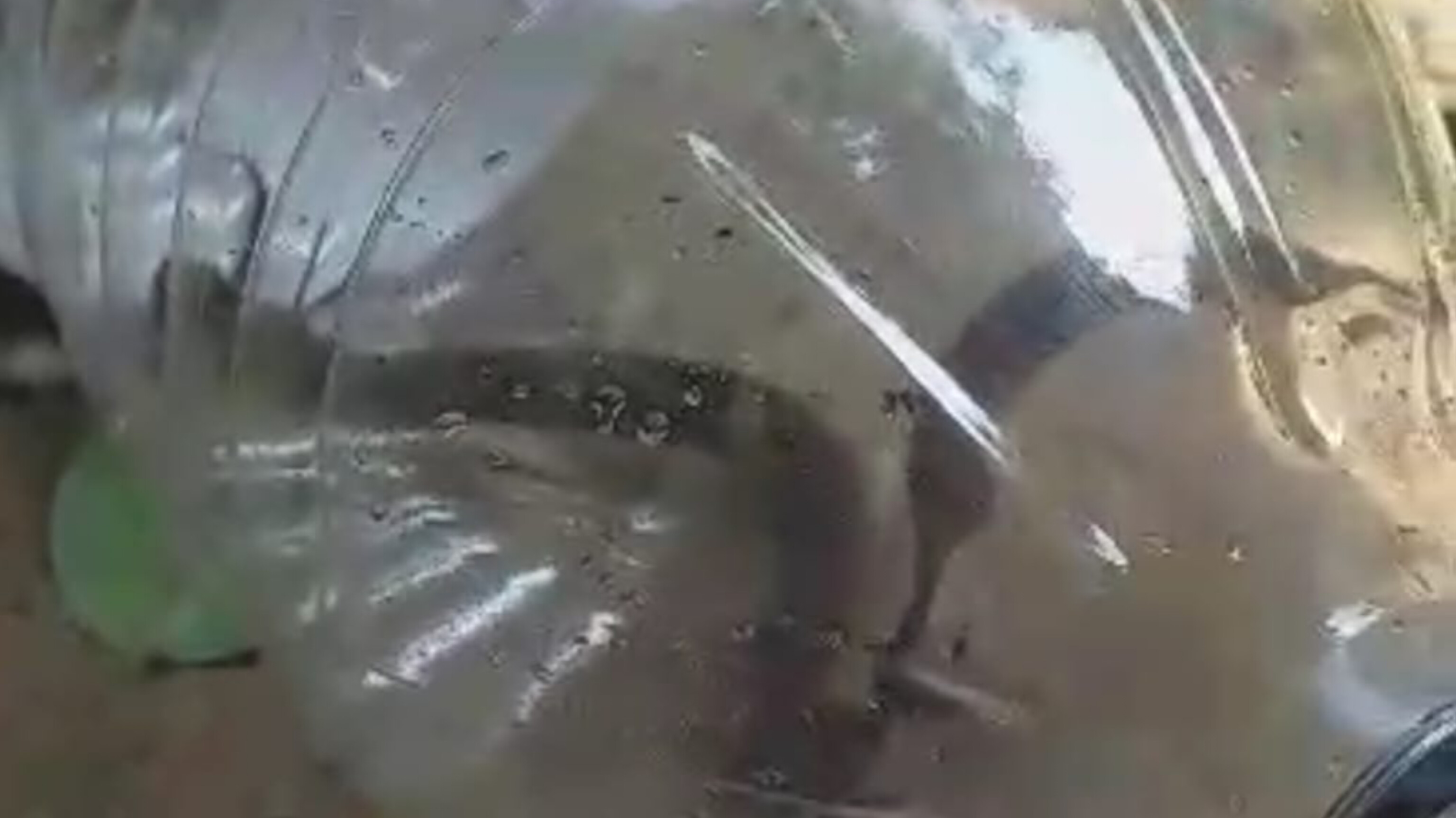 শাহরাস্তিতে বসত বাড়ি থেকে ১২ গোখরা উদ্ধার