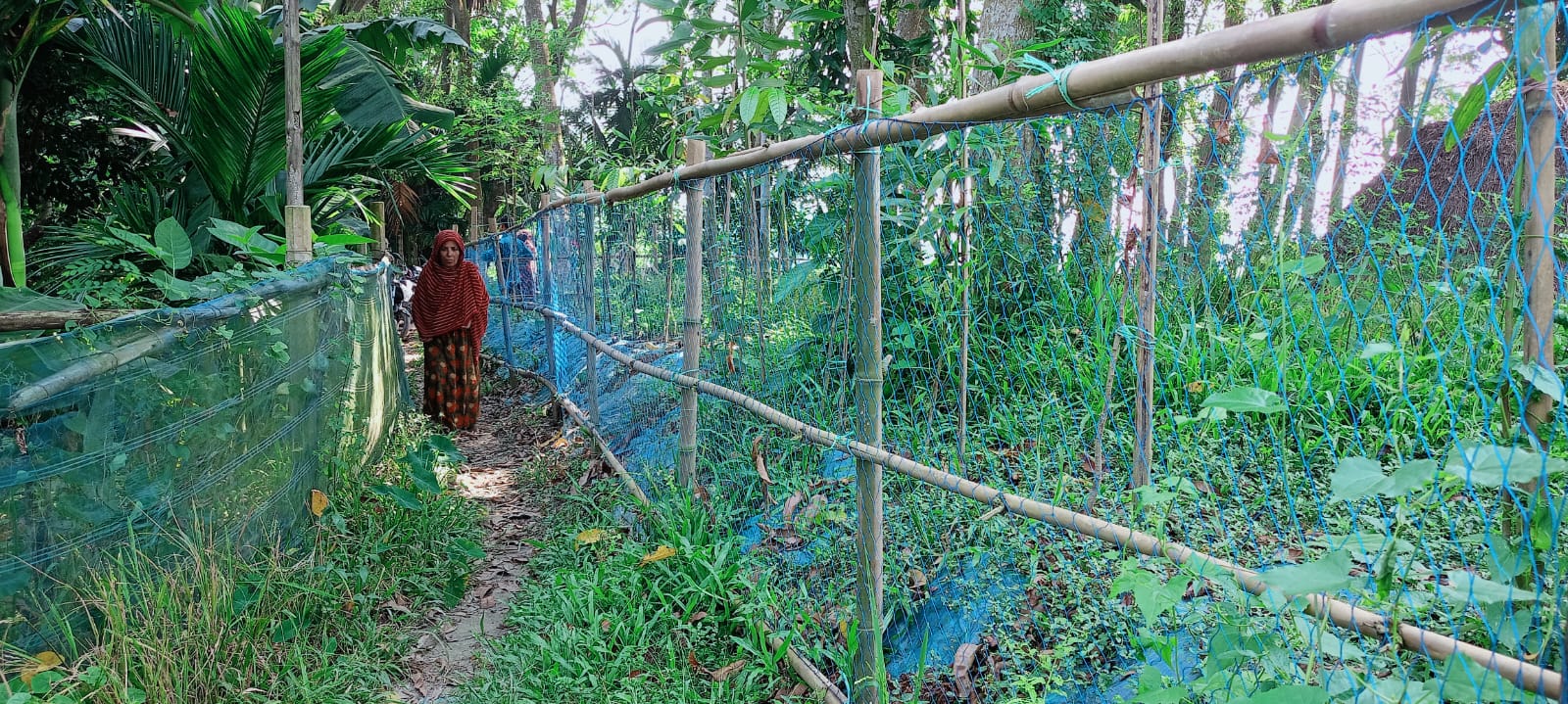 ইউনিয়ন পরিষদের রাস্তার ওপর বেড়া দিয়ে গাছ রোপণের অভিযোগ