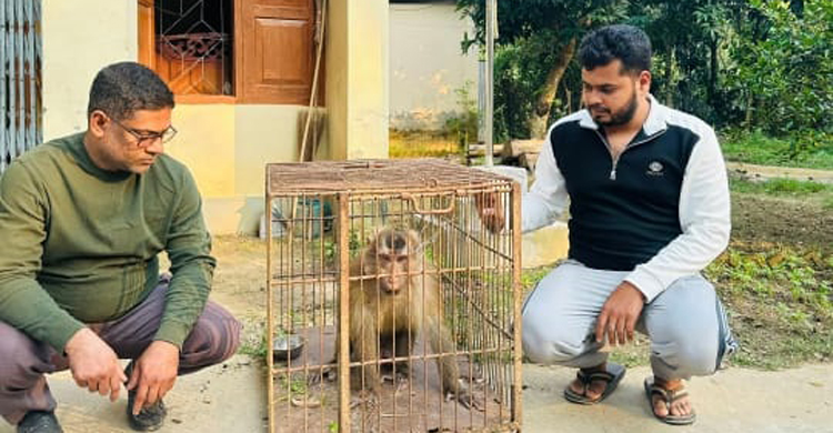 শ্রীমঙ্গলে লোকালয় থেকে উল্টোলেজি বানর ও অজগর সাপ উদ্ধার