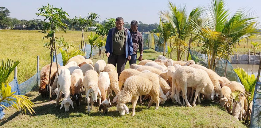 কচুয়ায় বিস্তীর্ণ বিলের মাঝখানে প্রবাসীর ব্যতিক্রমী খামার