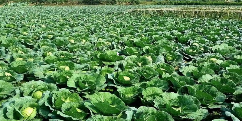 চাঁদপুর জেলায় শীতকালীন সবজি উৎপাদন প্রায় ১ লাখ মেট্রিক টন