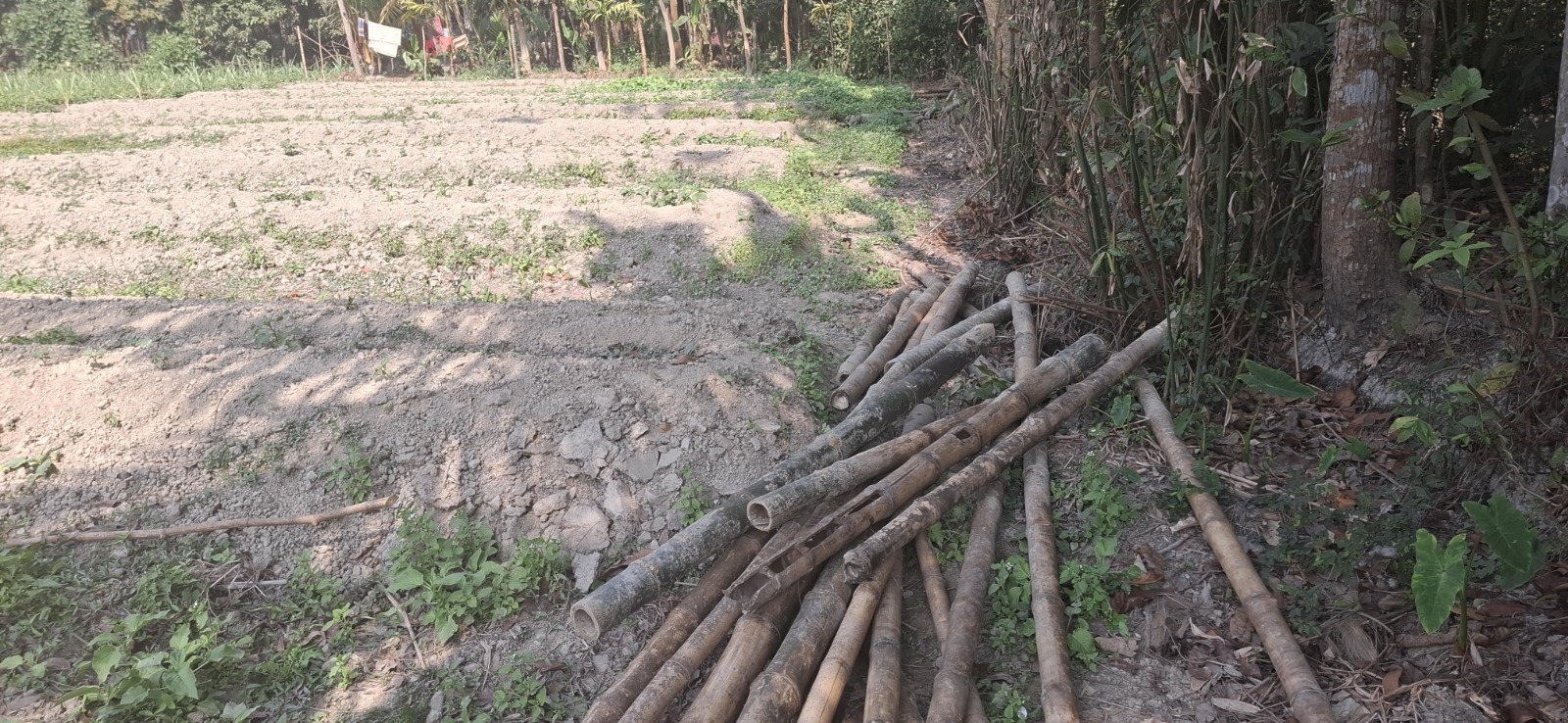 ফরিদগঞ্জে ফসলি জমি ক্ষতিসাধনের অভিযোগ