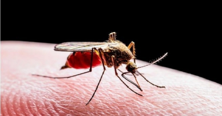 দিনে-রাতে মশার যন্ত্রণায় অতিষ্ঠ চাঁদপুর শহরবাসী