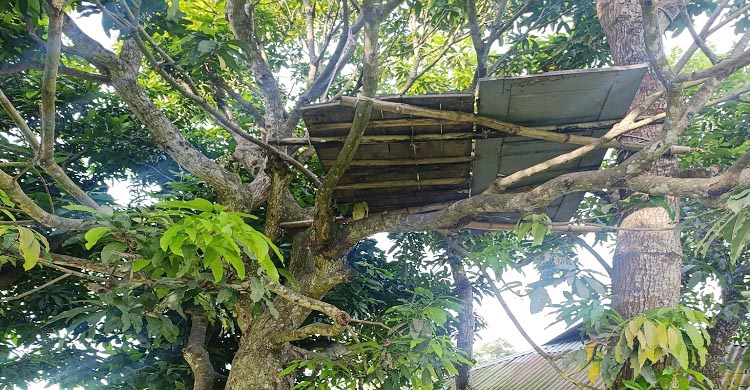 একটি আম গাছের আর্তনাদ ও আমাদের শিক্ষা ব্যবস্থার দীনতা