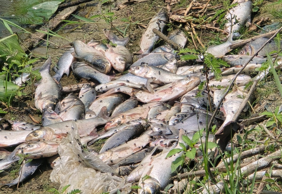 রামগঞ্জে মাছের ঘেরে বিষ প্রয়োগ করে ৭ লাখ টাকার মাছ নিধন 