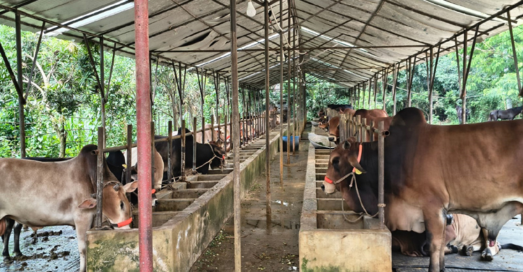 ২২৫টি হাটে জেলার চাহিদা মেটাতে কোরবানির পশু প্রস্তুত