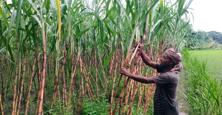 জেলার দুটি সেচ প্রকল্পের আখচাষিরা বড় ধরনের ক্ষতির মুখে