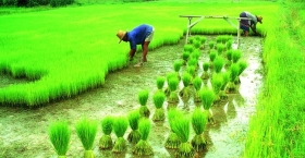 আশ্বিন মাসে যেসব কৃষি কাজ করা লাভজনক  