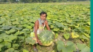 ক্ষেতে পাকছে মিষ্টি কুমড়া, দেখা নেই পাইকারের