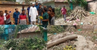 মতলব হাই স্কুলের ফলদ বৃক্ষ কেটে জায়গা দখলের চেষ্টার অভিযোগ