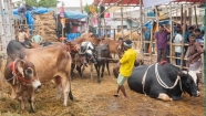 ফরিদগঞ্জের স্কুল মাঠে কোরবানির হাট ও ক্রীড়ানুষ্ঠান আয়োজনে হাইকোর্টের নিষেধাজ্ঞা