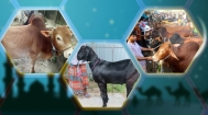 ঈদুল আযহায় চাহিদার তুলনায় জেলায় গবাদিপশু সংকট