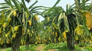 হাজীগঞ্জের মাটি ড্রাগন চাষের উর্বর ভূমি