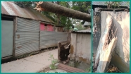 হাজীগঞ্জে সন্ত্রাসী হামলায় বসতঘর ভাংচুর ও গাছ কর্তন
