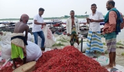 যে হাটে প্রতিদিন বিক্রি হয় লাখ লাখ  টাকার শুকনা মরিচ