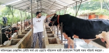 কোরবানির জন্যে প্রস্তুত দু শতাধিক গরু মহিষ
