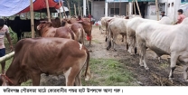 পশুর ঘাটতি নিয়েই ফরিদগঞ্জে শুরু হয়েছে কোরবানির হাট