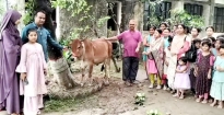 কুমিল্লার সংরাইশ সরকারি শিশু  পরিবারে দৃষ্টান্ত ফাউন্ডেশনের গরু উপহার