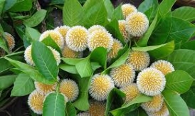 চাঁদপুর জেলাজুড়ে বর্ষার বার্তাবাহী কদম ফুল