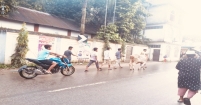 দাম কত ভাই—দেড় টাকা, আড়াই টাকা!