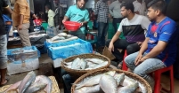 ইলিশের মূল্য নির্ধারণ মানবেন না ব্যবসায়ীরা