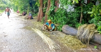 সোনালি আঁশ সংগ্রহে ব্যস্ত কৃষাণীরা