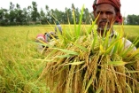 ধান চাষিদের জন্য ২৪ ঘণ্টা হেল্পলাইন চালু