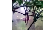 লাড়কির ঘর থেকে পুকুরে পড়লো কুমির, এলাকায় তোলপাড়