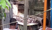 গুইসাপ ভাসছিল পুকুরে, কুমির গুজবে তোলপাড়
