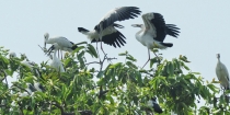 রাতুল ও মতি