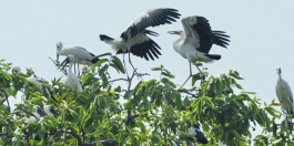 রাতুল ও মতি