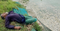 কচুয়ায় রাতের আঁধারে পুকুরে বিষ প্রয়োগের অভিযোগ