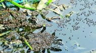 বাবুরহাট বাজারে মশার উপদ্রব বৃদ্ধি