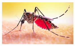 ডেঙ্গুতে আরও ৩ মৃত্যু, হাসপাতালে ৪৯২