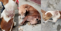 দেখার যেনো কেউ নেই : অবহেলায় বাড়ছে সংক্রমণ!