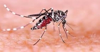 ডেঙ্গুতে একজন মারা গেছেন, শনাক্ত আরও ৪০৬
